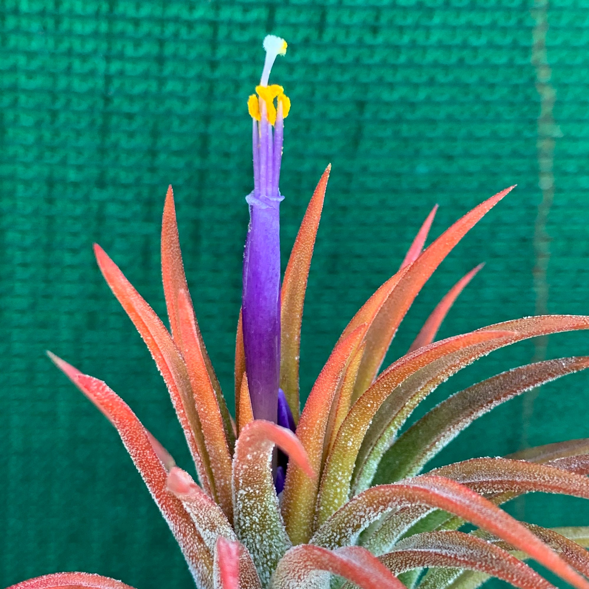 Tillandsia - ionantha ‘Orange’ ex. BH