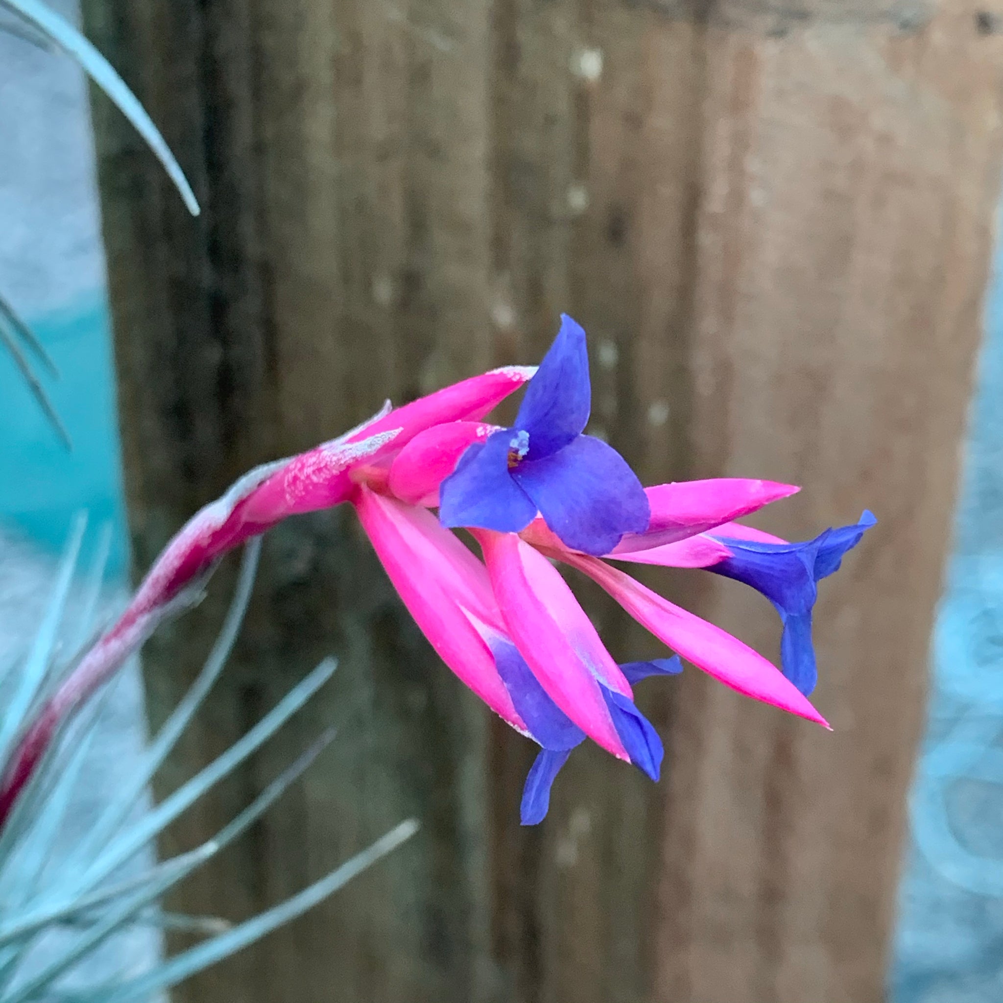 air plant with pink and purple flower Tillandsia - aeranthos Small Purple ex. Germany