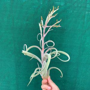 Tillandsia - Curly Slim