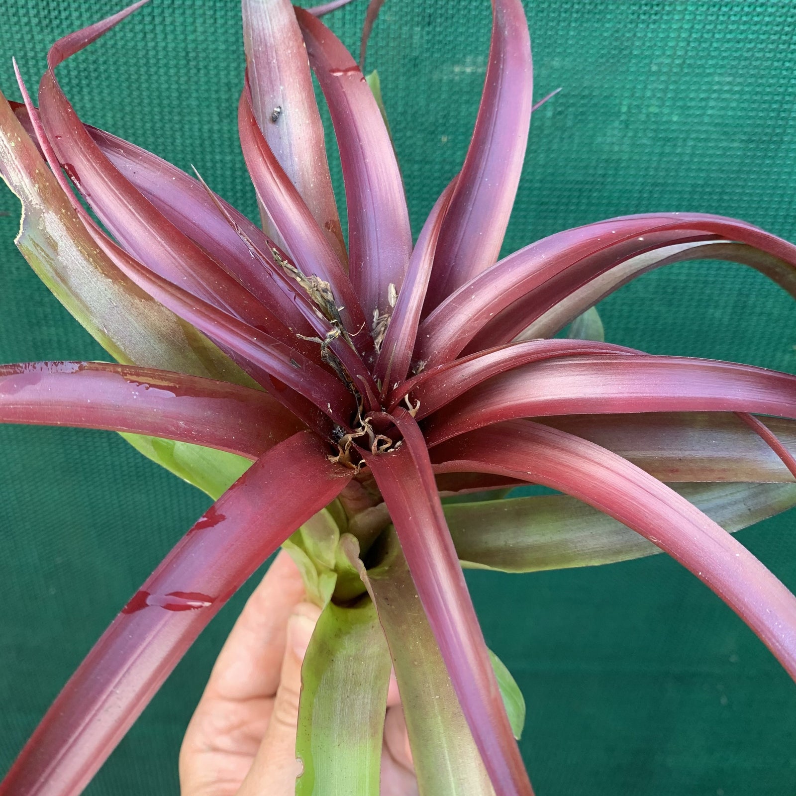 Tillandsia - abdita Mexico ex PT
