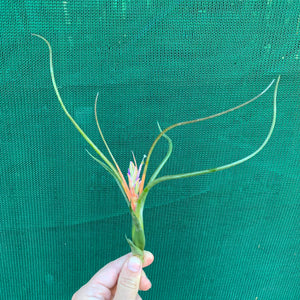 Tillandsia - Queen’s Medusa