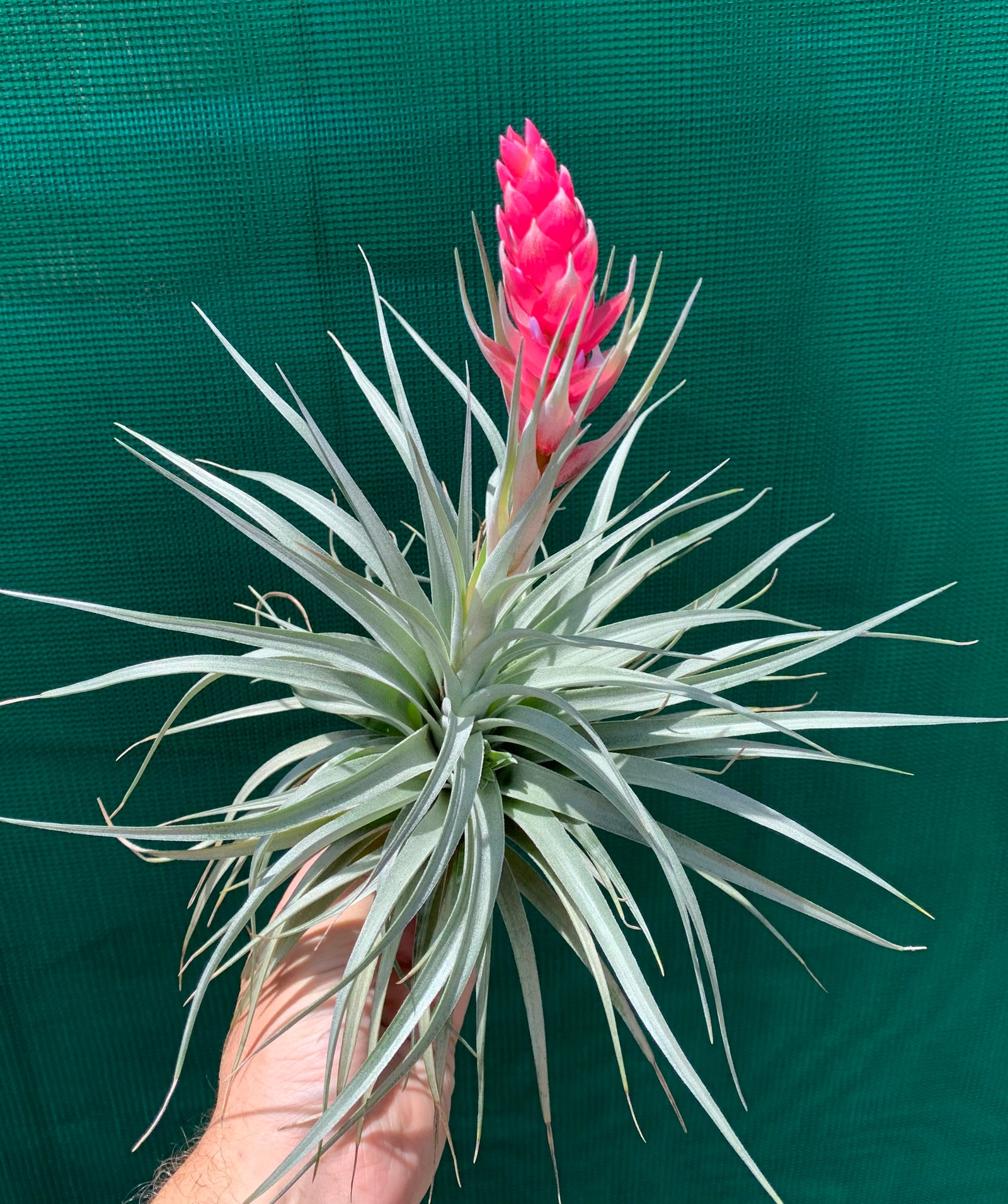 Tillandsia - Houston