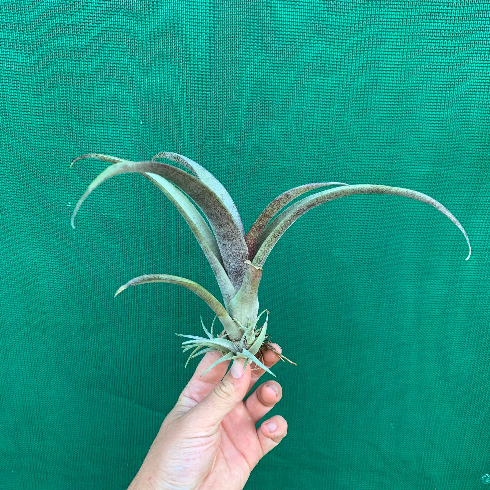 Tillandsia - grandis PB1048