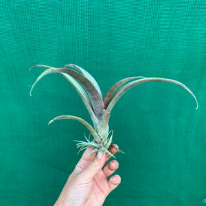 Tillandsia - grandis PB1048