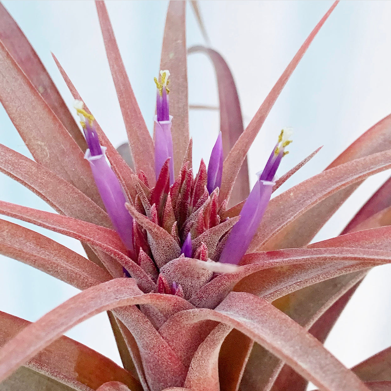 Tillandsia - Eric Knobloch