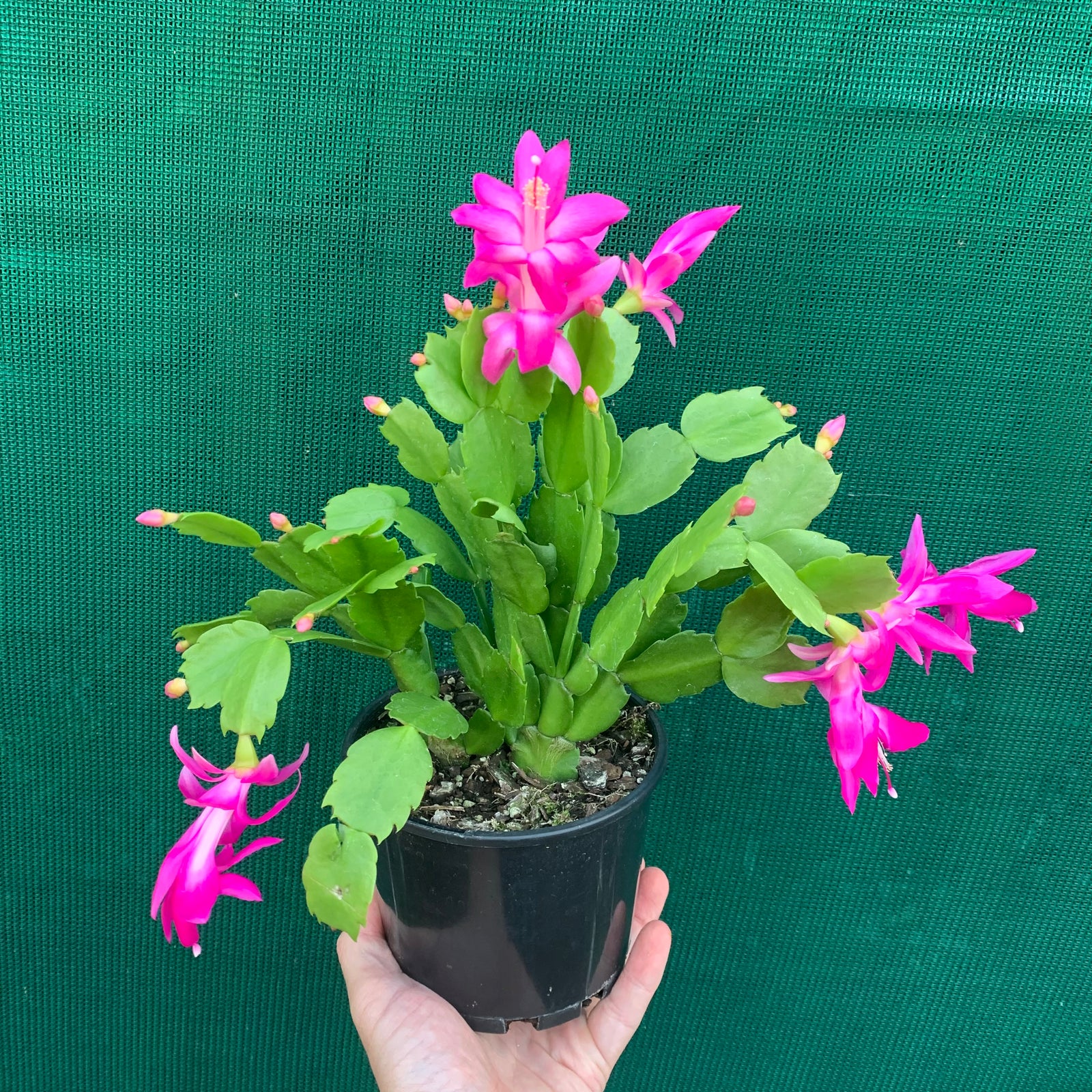 Zygocactus Christmas Charm