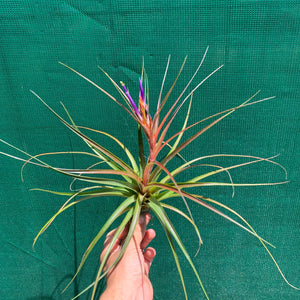 Tillandsia - Nashville ex. GP