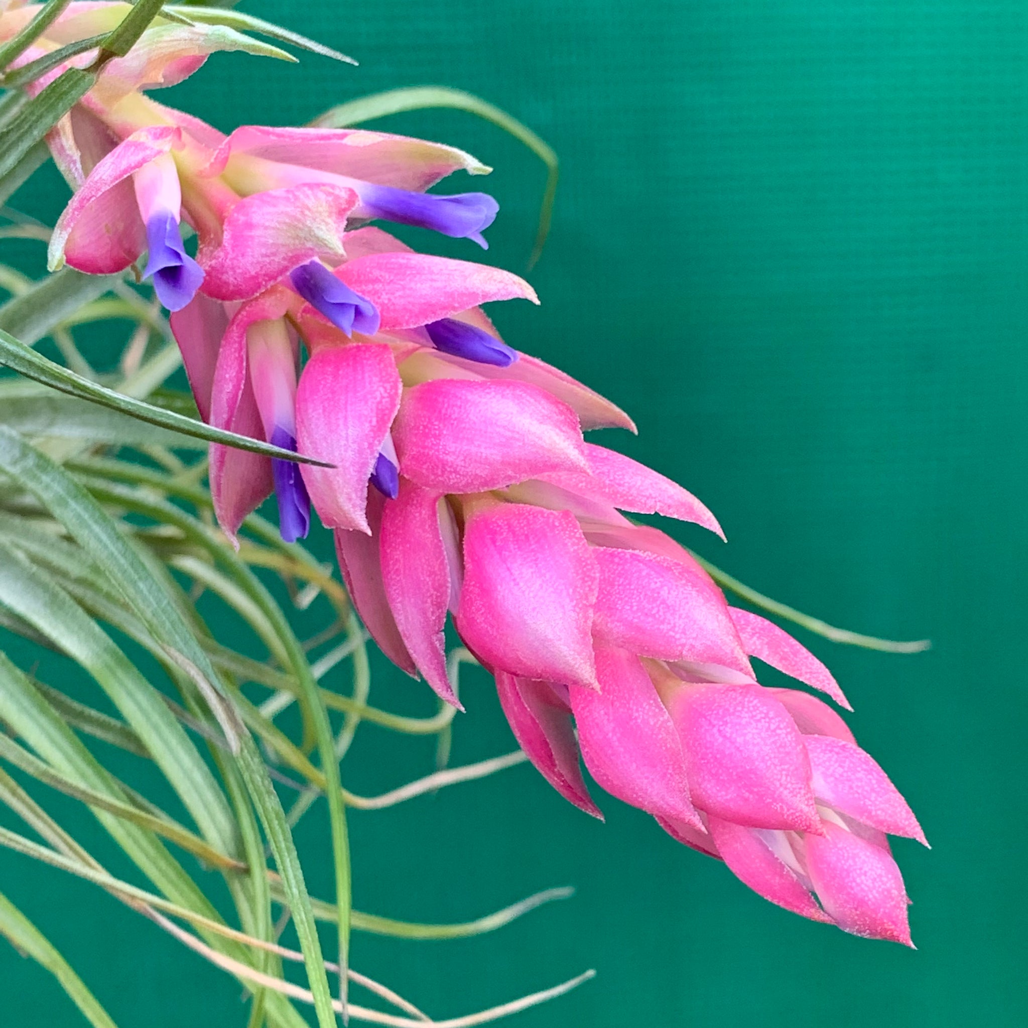 cotton candy air plant care Tillandsia - Cotton Candy 'Green Form'
