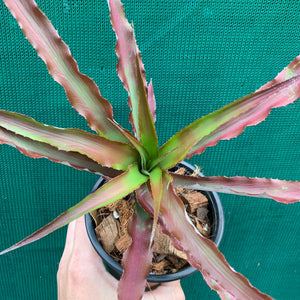 Cryptanthus - Ruby Ryde