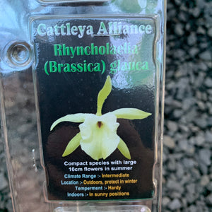 Orchid - Cattleya Alliance Rhyncholaelia (Brassica) glauca