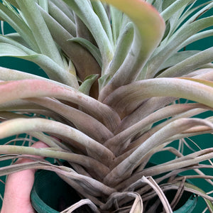 Tillandsia - NOID ‘APD014’