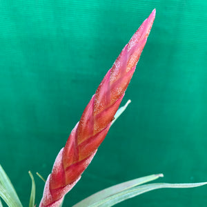 Tillandsia - Majestic ex. RFI