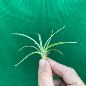 Tillandsia - riohondoensis