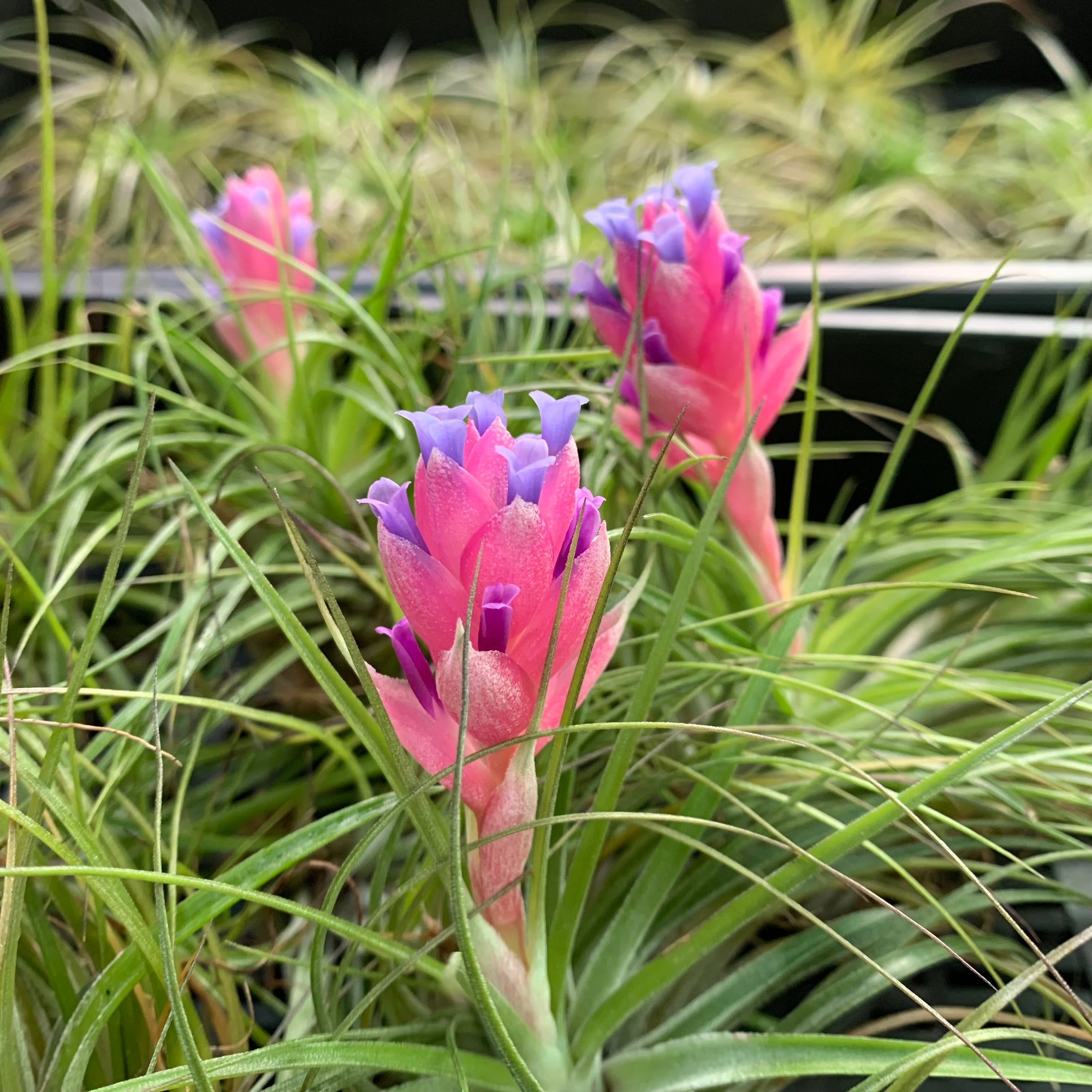 Tillandsia - stricta