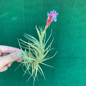 Tillandsia - tenuifolia 'Arturo Isley' ex. JO