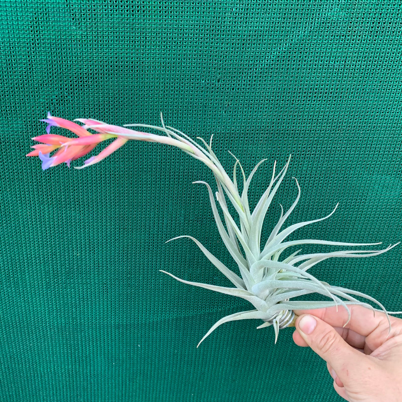 Tillandsia - leonamiana Brent ex. PT