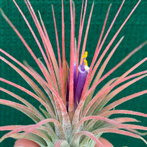 Tillandsia - ionantha ‘APD002’