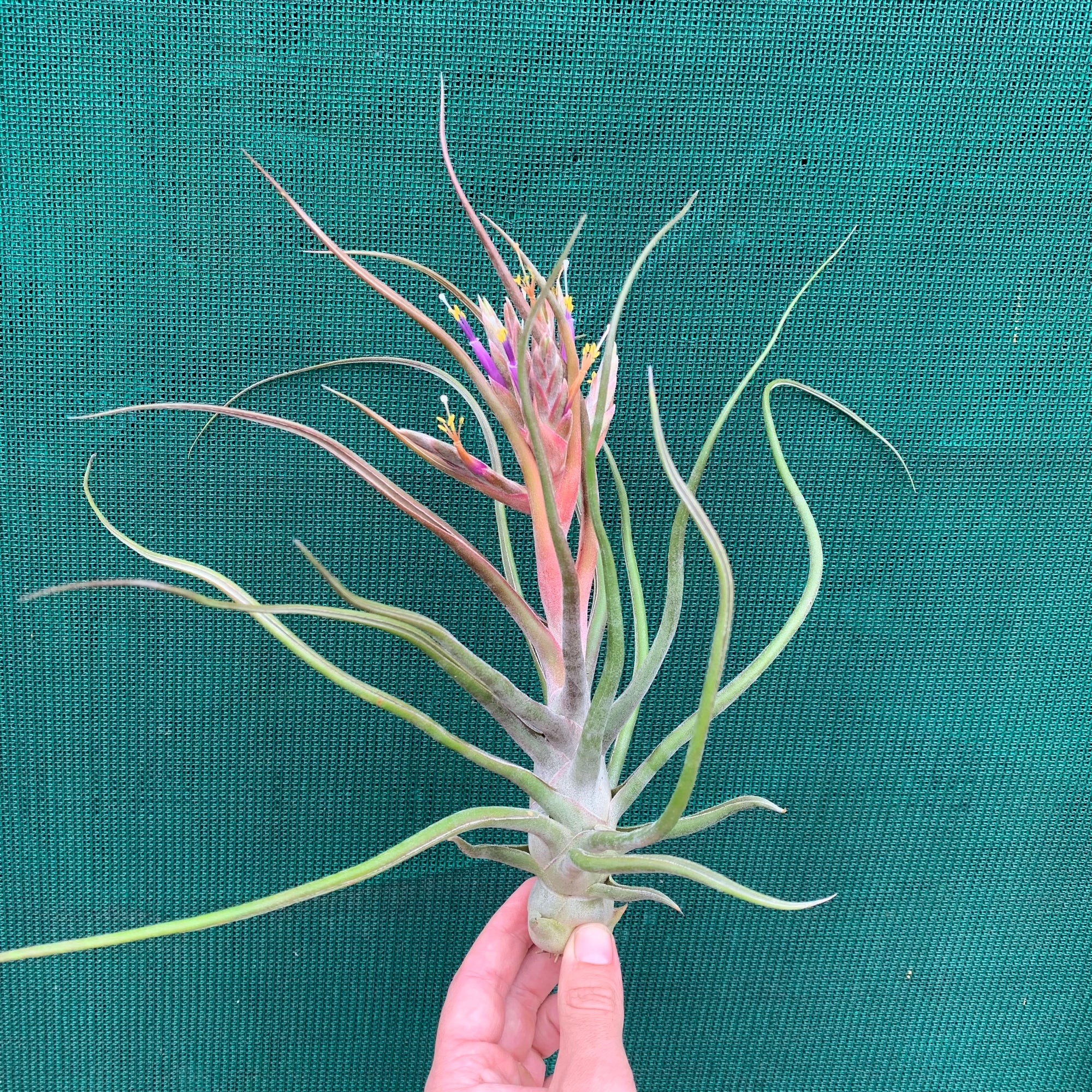 Tillandsia - Showtime ‘Frosted Clone’ ex. PT