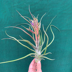 Tillandsia - Showtime ‘Frosted Clone’ ex. PT