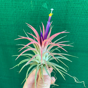 Tillandsia - ionantha 'Rubra' (Wholesale)