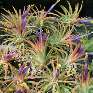 Tillandsia - ionantha ‘Tall Orange’ ex. BD