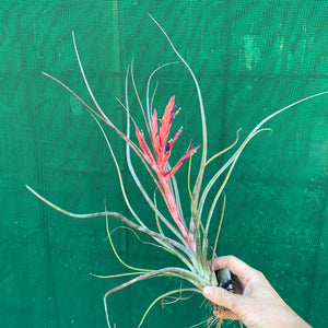 Tillandsia - Crackerjack ex. BG