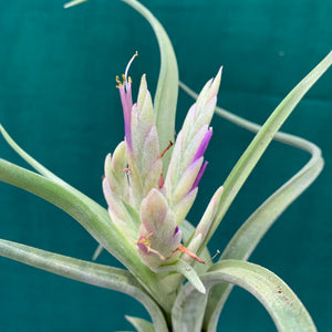 Tillandsia - paucifolia