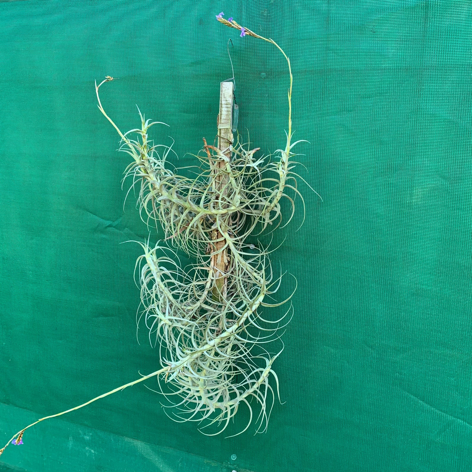 Tillandsia - paleacea ‘Giant Form’ ex. PT