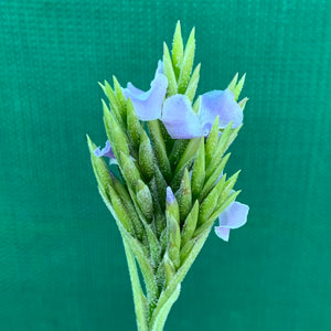 Tillandsia - streptocarpa Len’s Blue x White ex. PT (Fragrant) NEW
