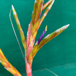 Tillandsia - aff. botterii ex PT NEW