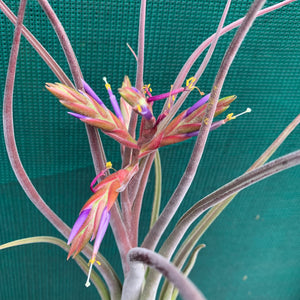 Tillandsia - Bishop John Fishcher