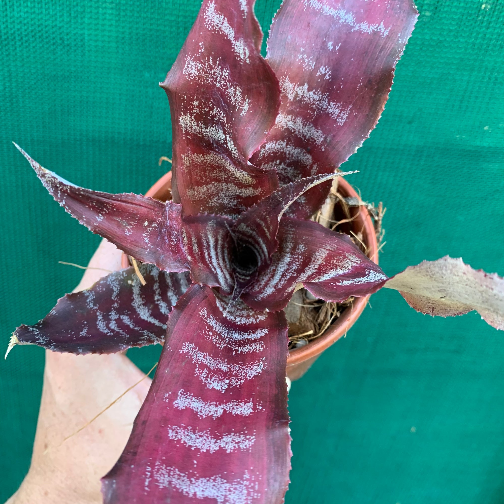 Cryptanthus - Crazy Moon