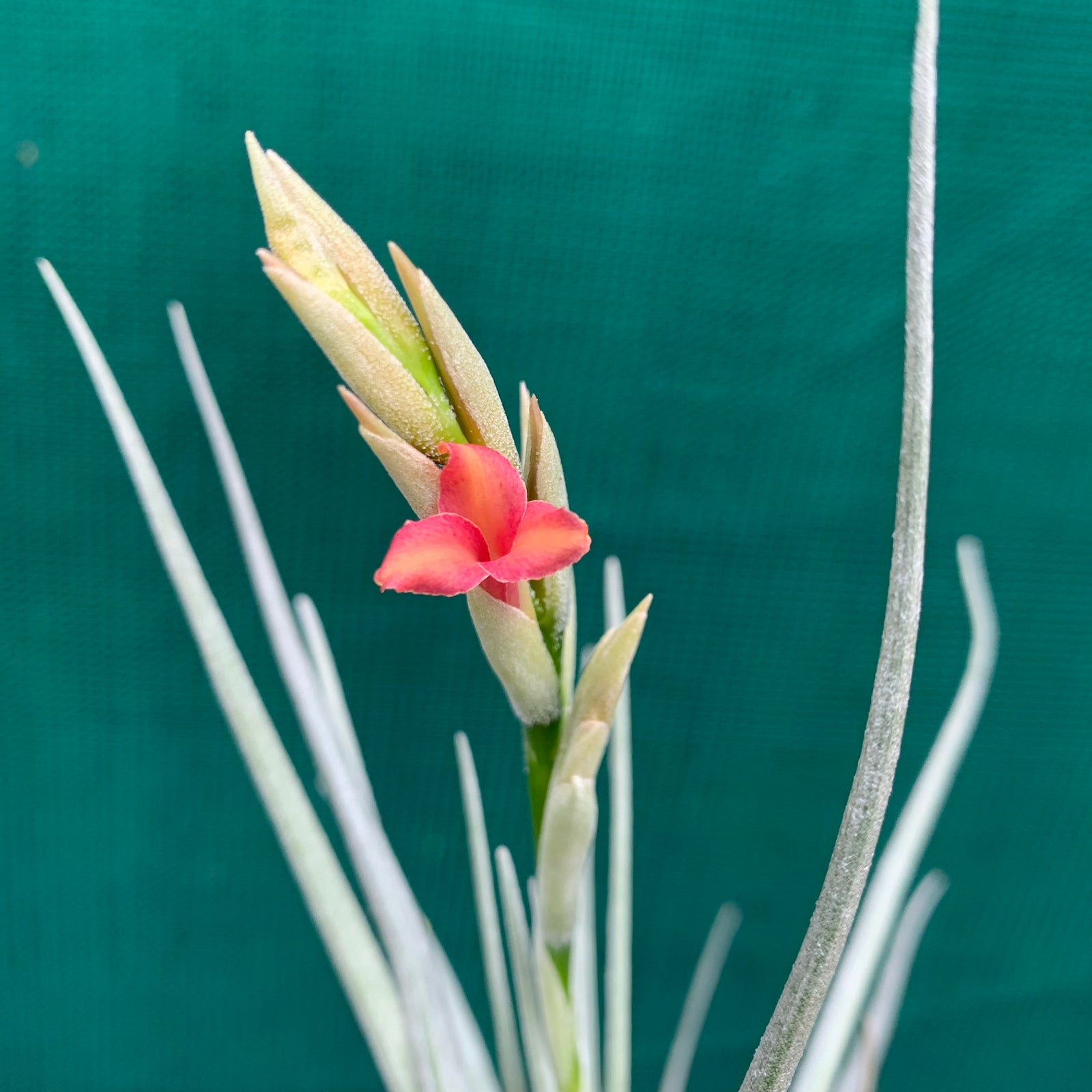 Tillandsia - Mystic Trumpet ‘Enigma’