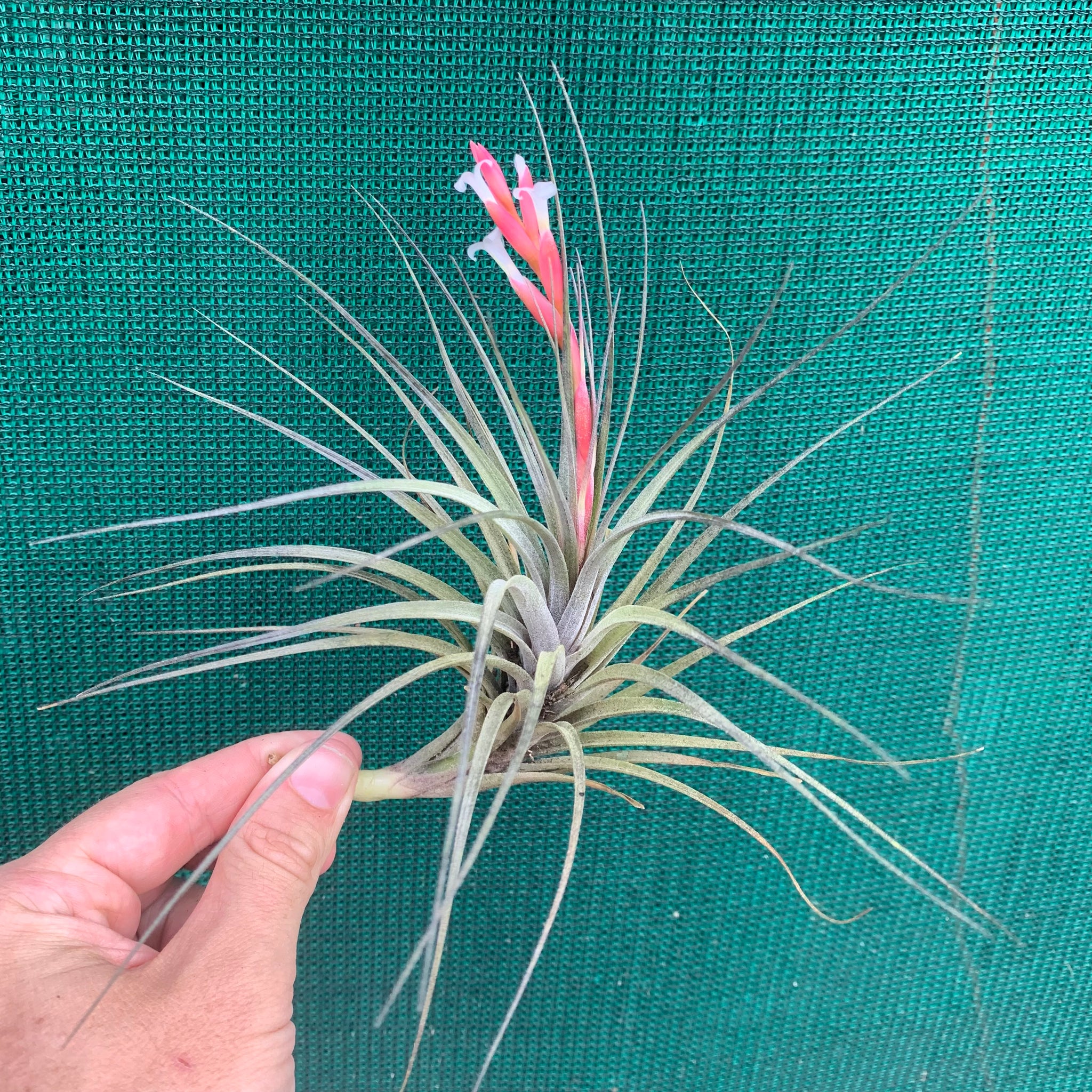 tenuifolia air plant Tillandsia - tenuifolia 'Frosted Purple' ex. PT