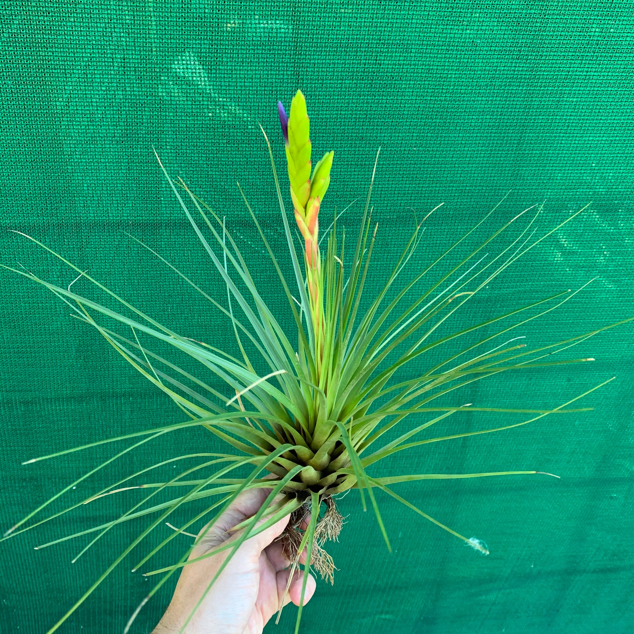 tricolor air plant Tillandsia - tricolor