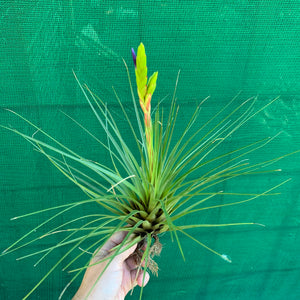 Tillandsia - tricolor