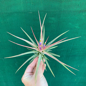 Tillandsia - Silver Surprise NEW