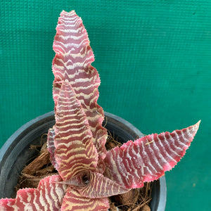 Cryptanthus - Elaine