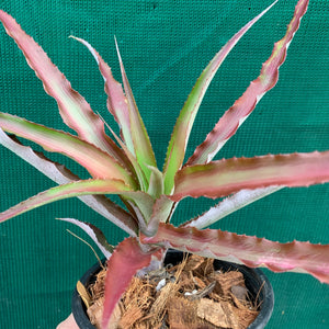 Cryptanthus - Ruby Ryde