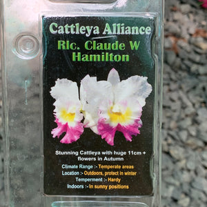 Orchid - Cattleya Alliance Rlc. Claude W Hamilton