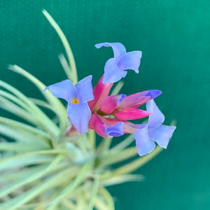 Tillandsia - tenuifolia 'Arturo Isley' ex. JO