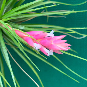 Tillandsia - Repton ex. PT