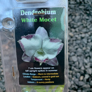 Orchid - Dendrobium ‘White Mocet’
