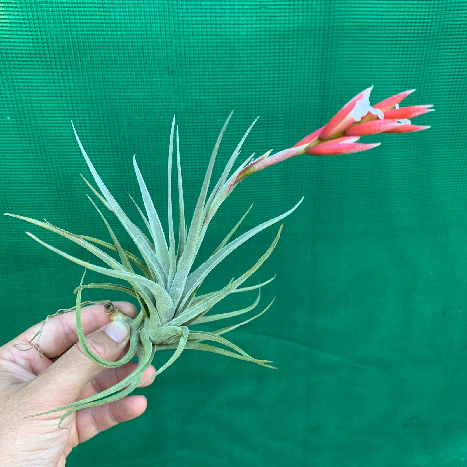 Tillandsia - toropiensis ‘Vila Velha’