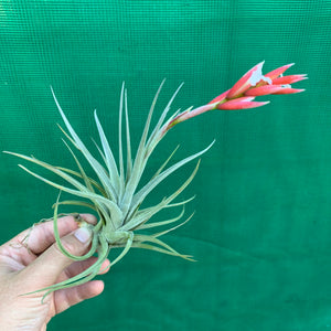 Tillandsia - toropiensis ‘Vila Velma’