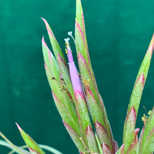 Tillandsia - concolor x streptophylla ? RFI NEW