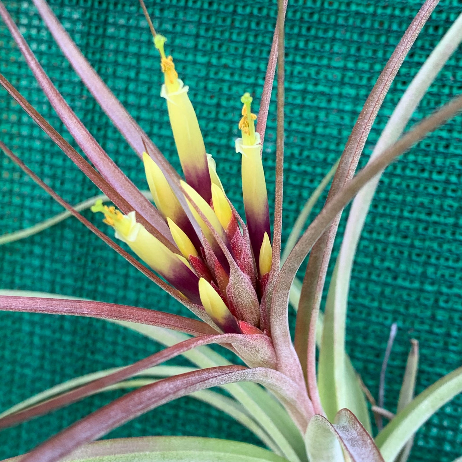 Tillandsia - brachycaulos x schiedeana
