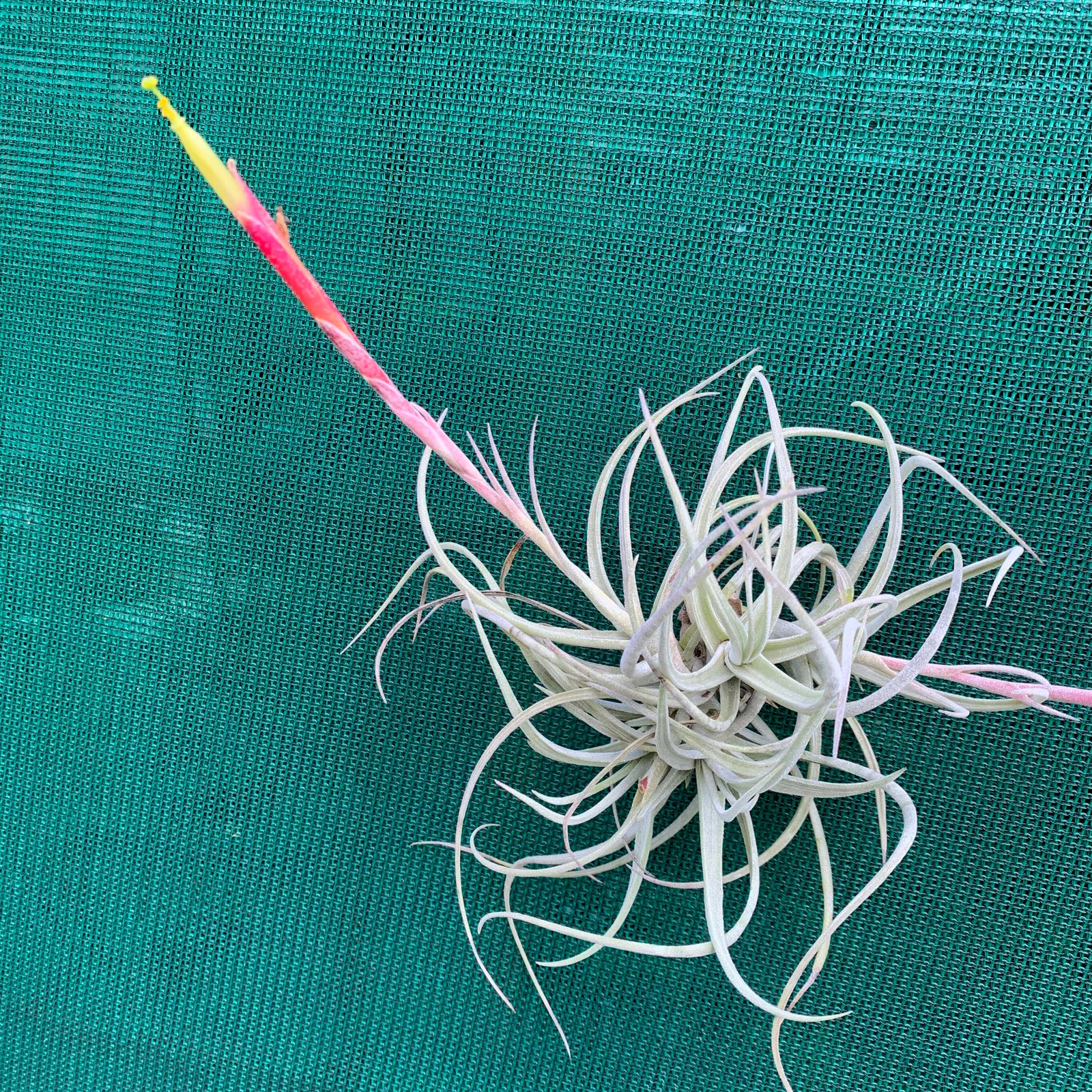 Tillandsia - glabrior