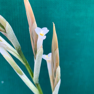 Tillandsia - lorentziana