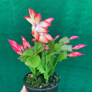 Zygocactus Samba